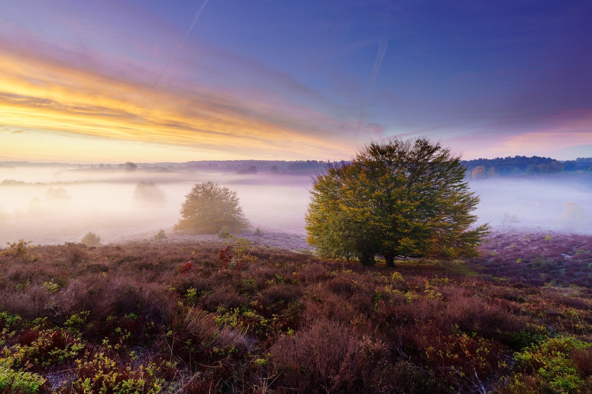 Download Heather Nature Fog HD Wallpaper