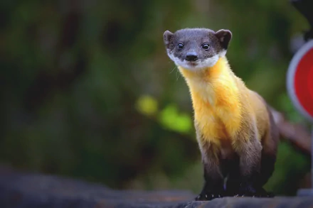 Animal marten HD Desktop Wallpaper | Background Image
