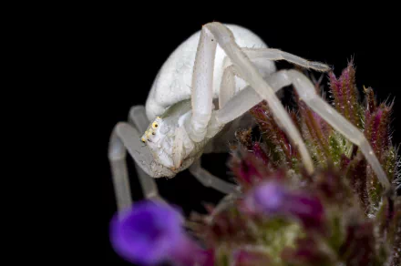  Misumena vatia, Crab Spider by Piet van de Wiel