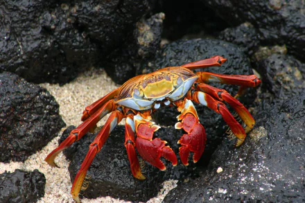  Sally lightfoot crab, Galápagos Islands, Ecuador by u_1xqqrtu2