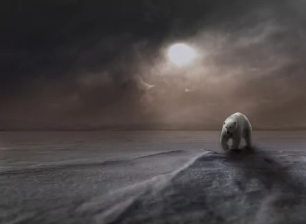 arctic snow Animal polar bear HD Desktop Wallpaper | Background Image
