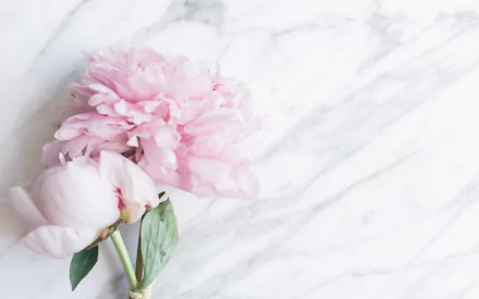 nature peony HD Desktop Wallpaper | Background Image