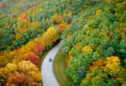 road forest photography aerial HD Desktop Wallpaper | Background Image