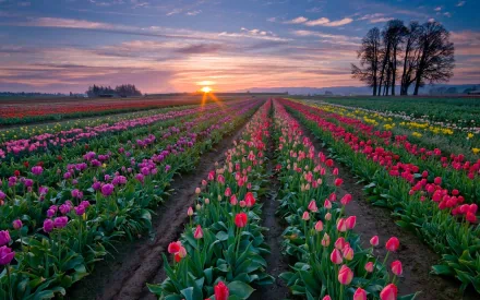 A vibrant field of blooming tulips in shades of pink, red, and yellow stretches towards the horizon, framed by trees under a picturesque sunset, creating a stunning nature-themed HD wallpaper.