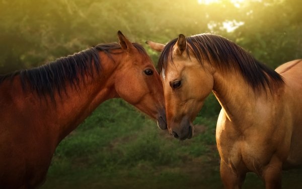 Animal Horse HD Wallpaper | Background Image