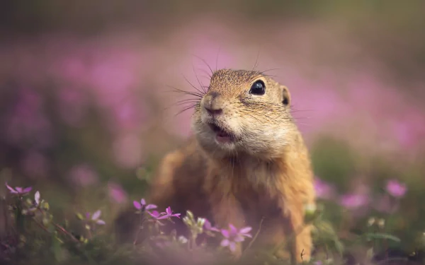 rodent Animal gopher HD Desktop Wallpaper | Background Image