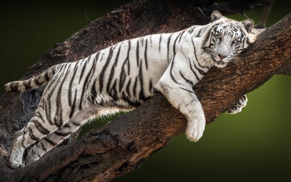 White Tiger HD Wallpaper | Background Image | 1920x1080