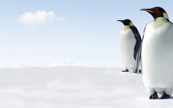 Animal Penguin Birds Penguins HD Wallpaper | Background Image