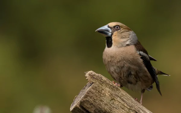 Hawfinch bird (animal) perched on a weathered wooden post with soft green bokeh — HD PC desktop wallpaper and background.