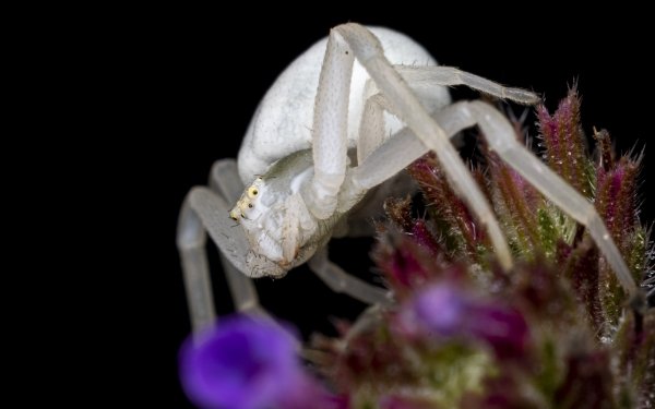 Animal Spider Spiders Macro Crab Spider Arachnid HD Wallpaper | Background Image