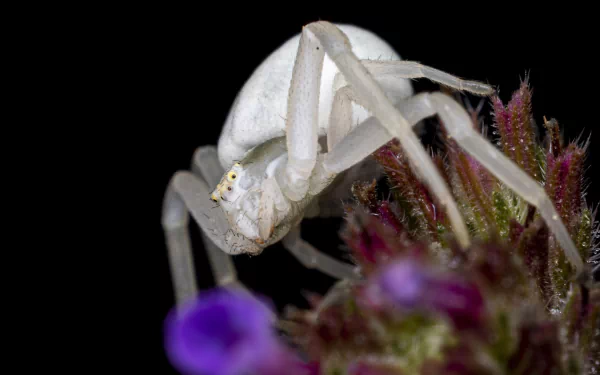  Misumena vatia, Crab Spider by Piet van de Wiel