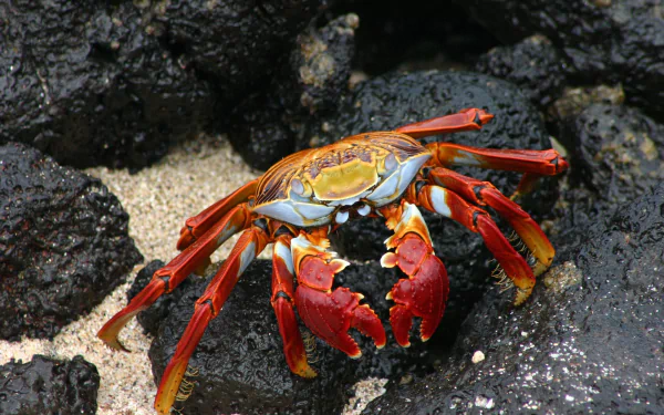  Sally lightfoot crab, Galápagos Islands, Ecuador by u_1xqqrtu2