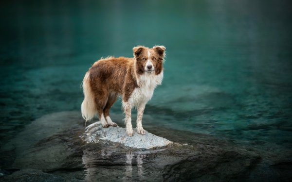 Animal Border Collie Dogs Dog Water HD Wallpaper | Background Image