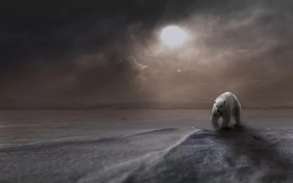 arctic snow Animal polar bear HD Desktop Wallpaper | Background Image