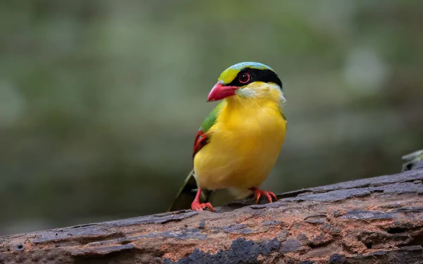 HD PC desktop wallpaper of a colorful magpie perched on a log — bright yellow belly, red beak and feet, soft green bokeh background.