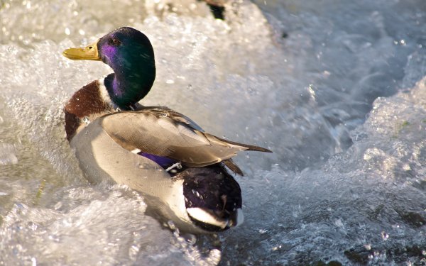 Animal Duck Birds Ducks Lake Wave Close-Up HD Wallpaper | Background Image