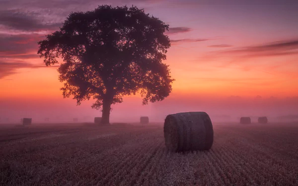 HD desktop wallpaper of a foggy field at sunset, featuring a large tree and scattered haystacks in a serene natural landscape.