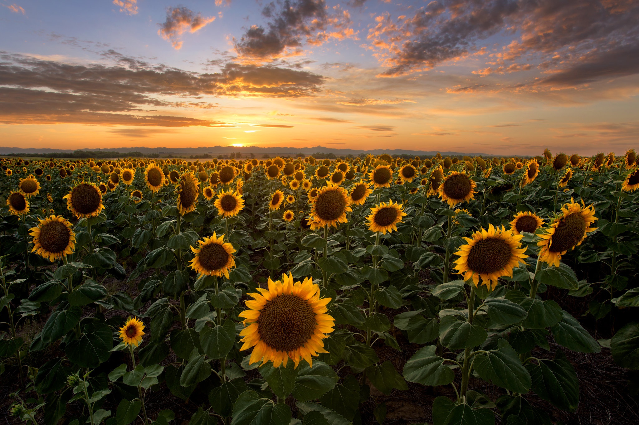 Sunflower HD Wallpaper