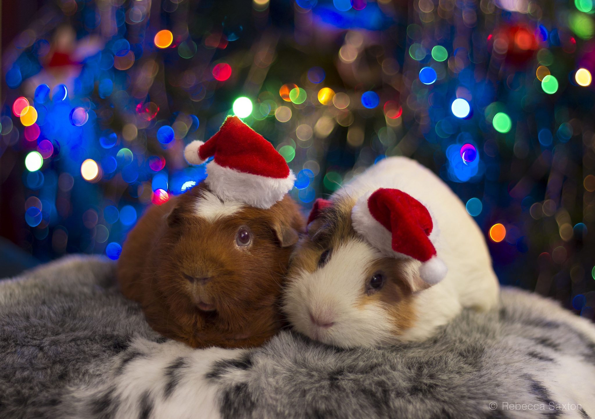 Download Rodent Animal Guinea Pig HD Wallpaper