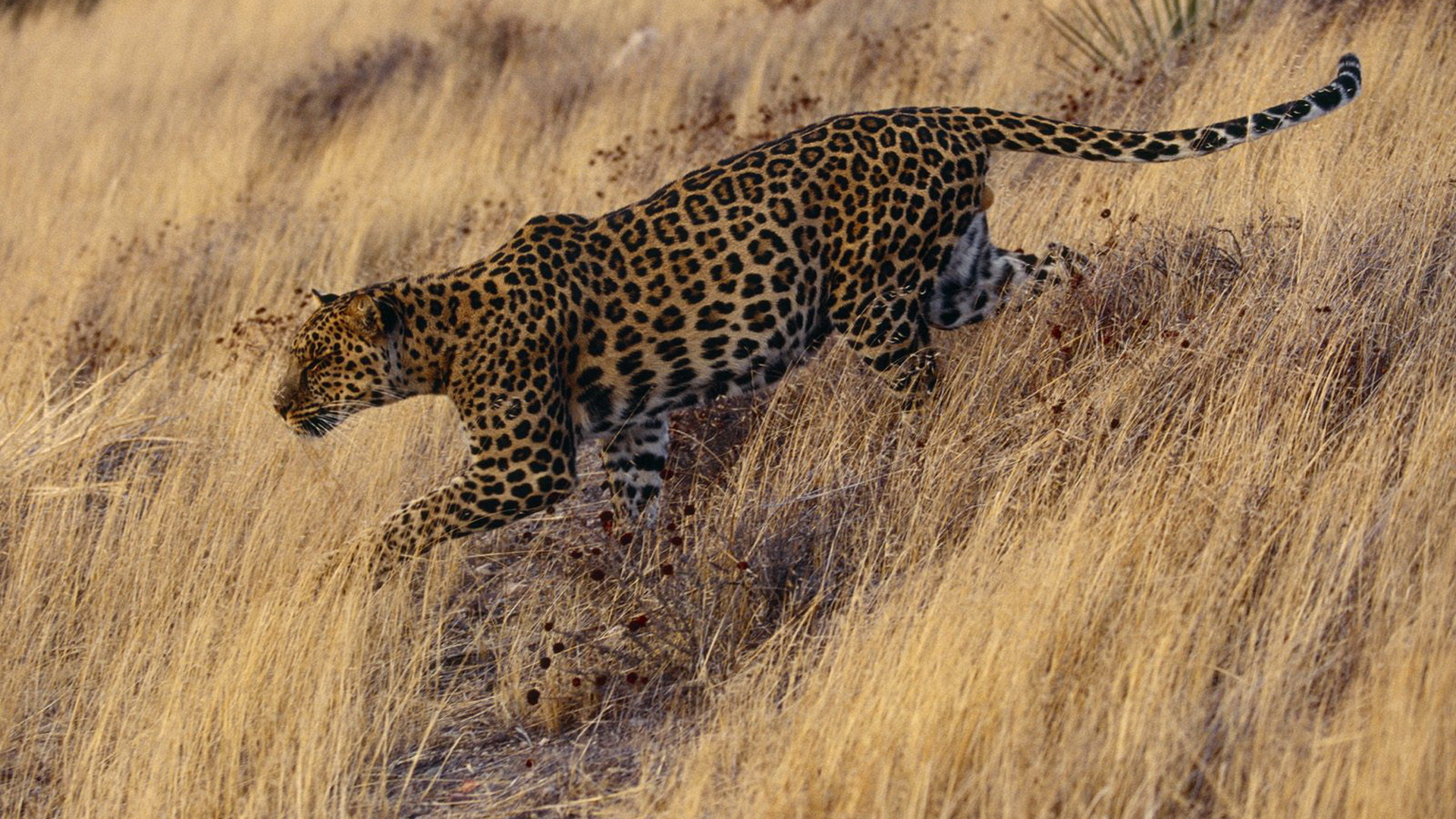 Leopard resting in savannah grass