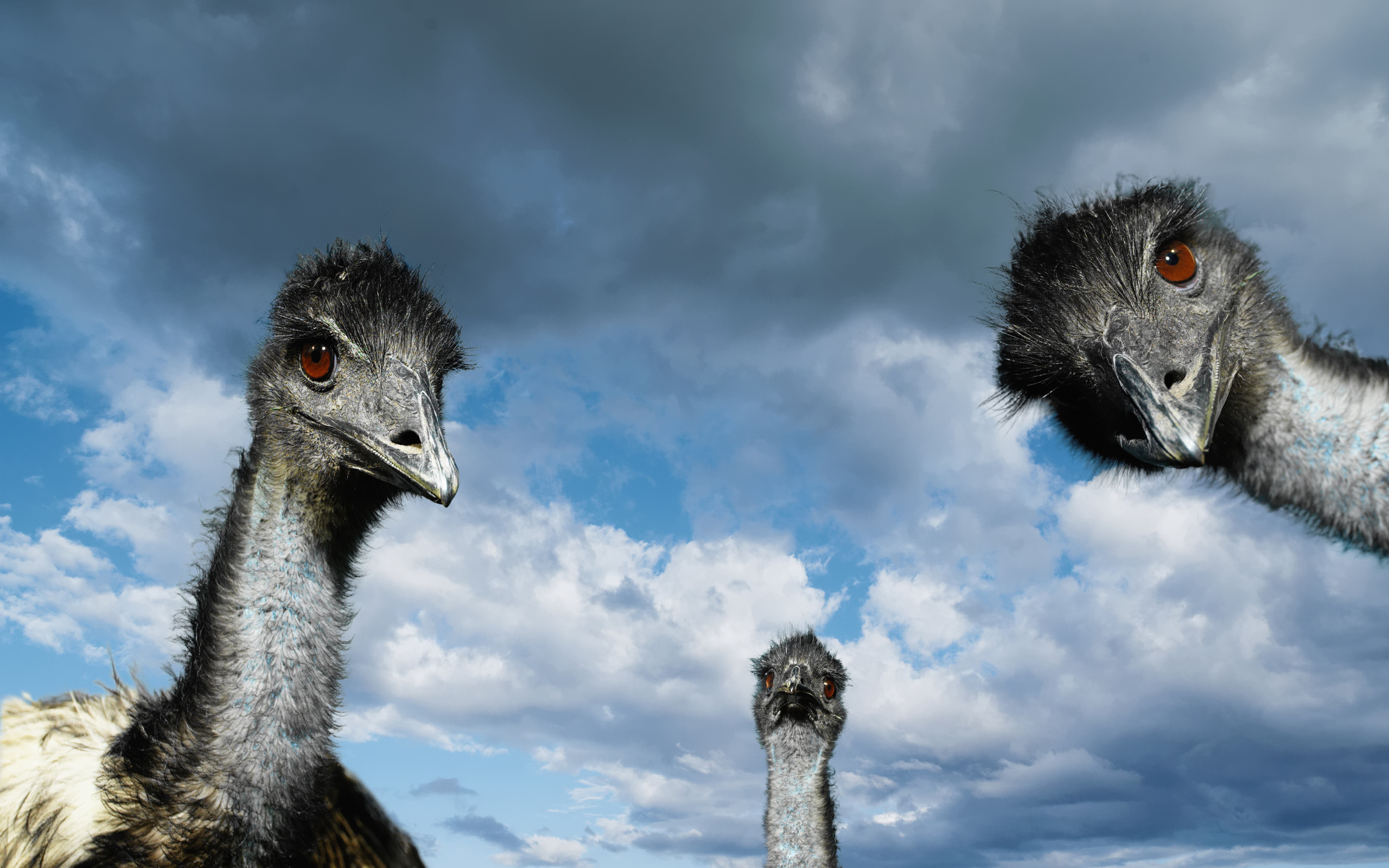 Animal Emu HD Wallpaper