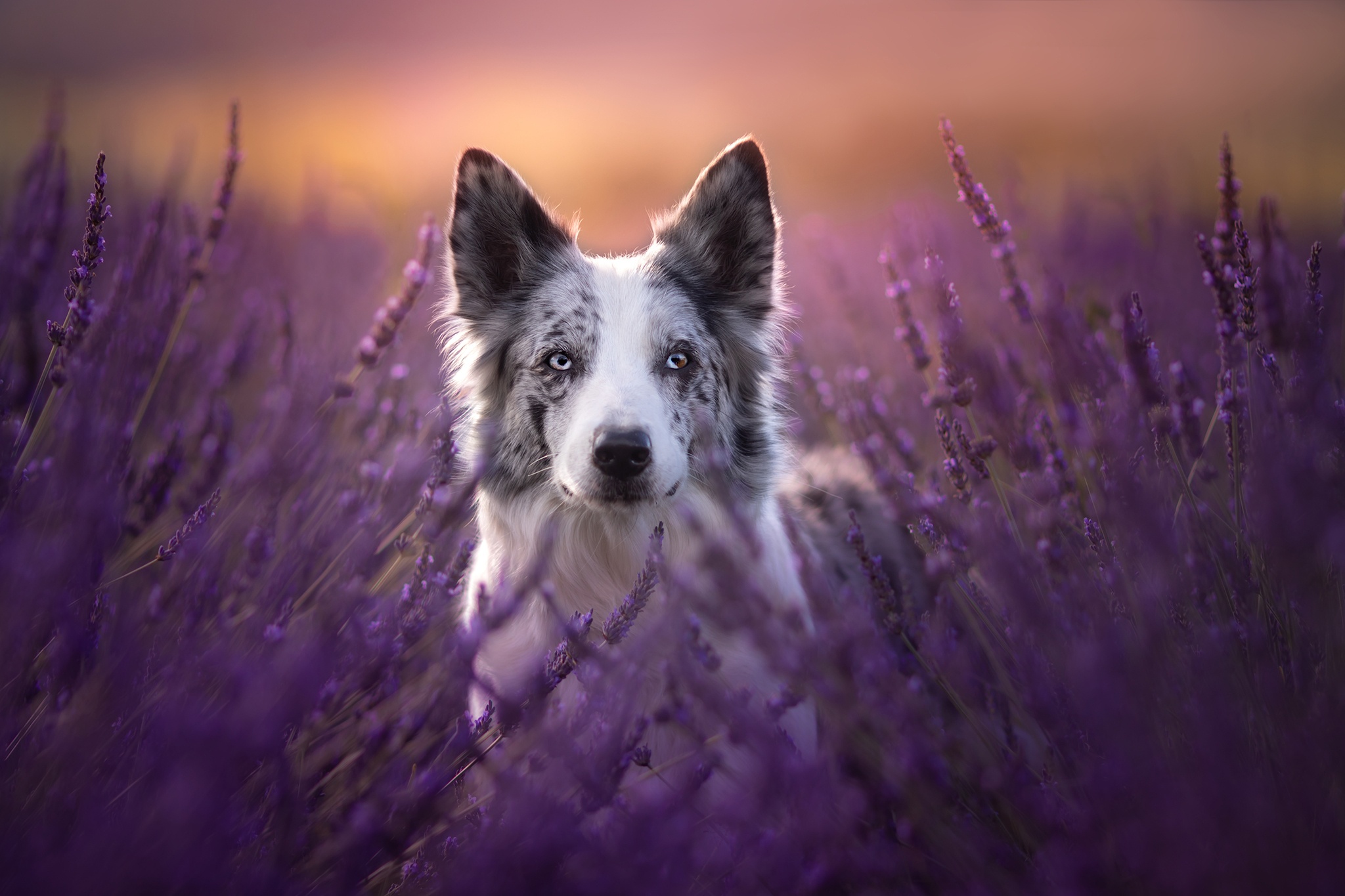 Download Purple Flower Lavender Dog Animal Border Collie HD Wallpaper