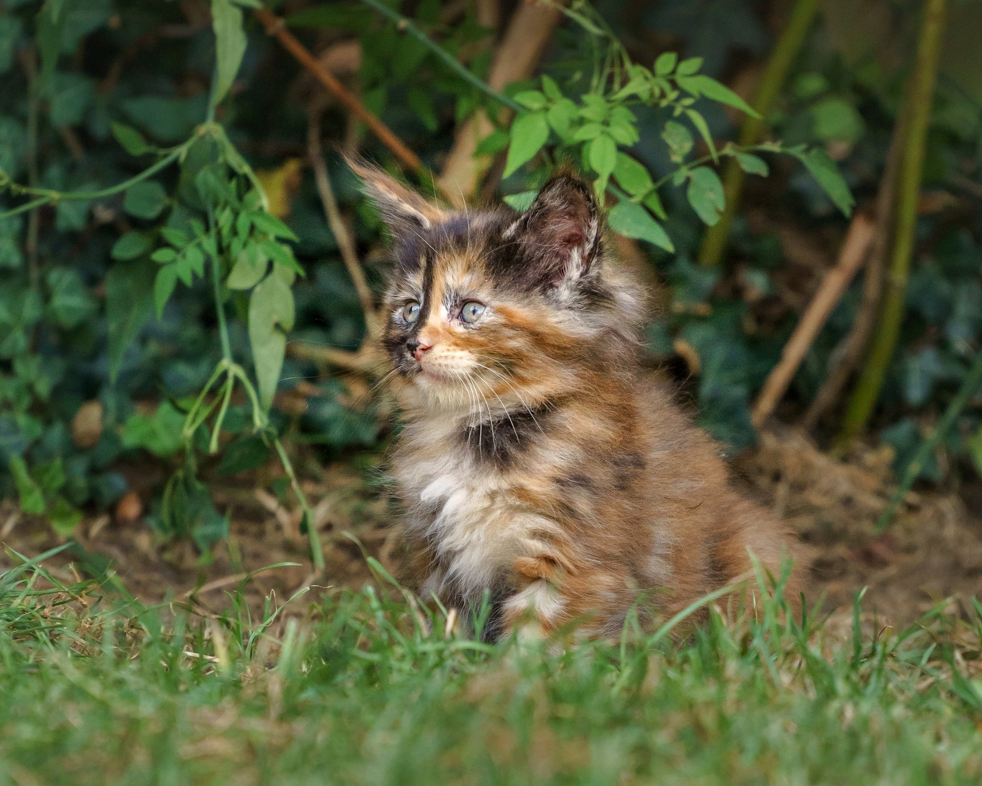 Download Baby Animal Maine Coon Kitten Grass Animal Cat HD Wallpaper