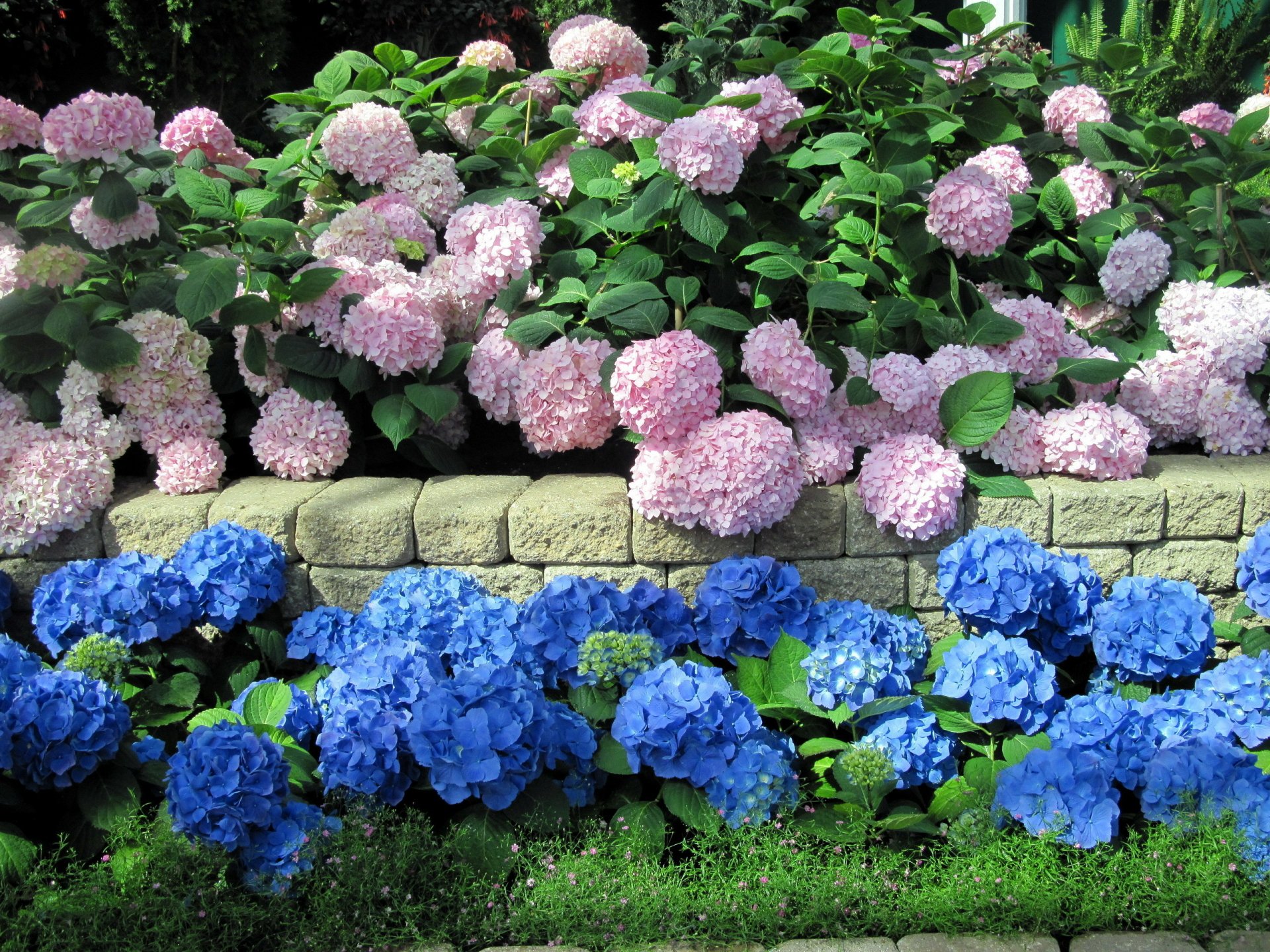 Download Nature Hydrangea HD Wallpaper