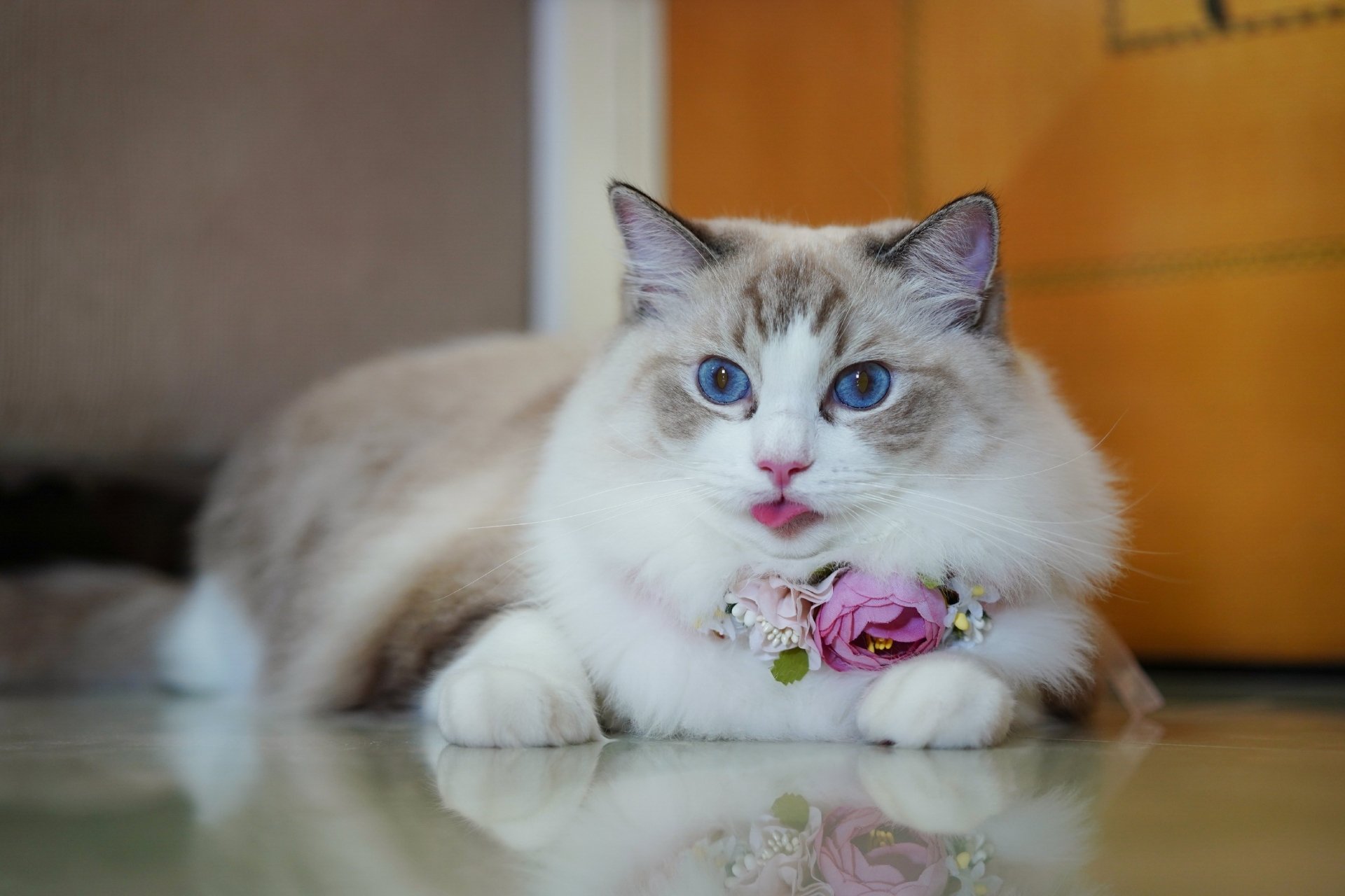 Download Ragdoll Animal Cat HD Wallpaper