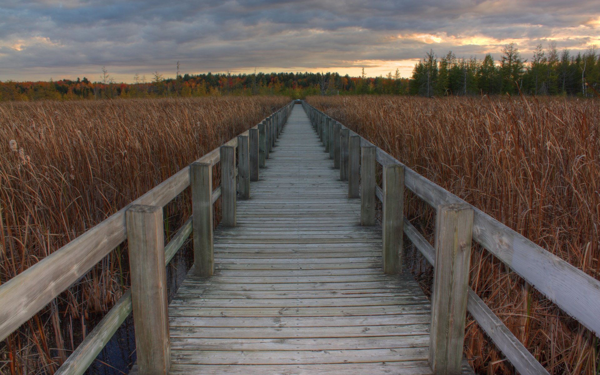 Download Ontario Ottawa Field Man Made Boardwalk 4k Ultra HD Wallpaper by Ash W