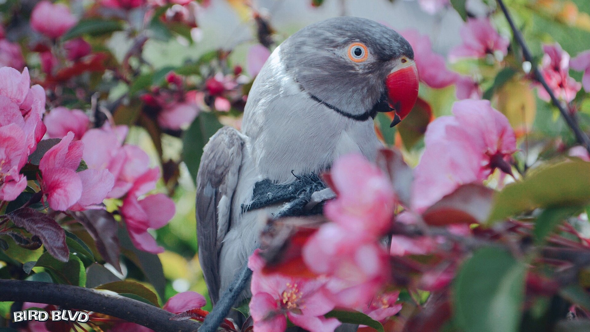 Bird Blvd - Arizona by Bird Blvd Media