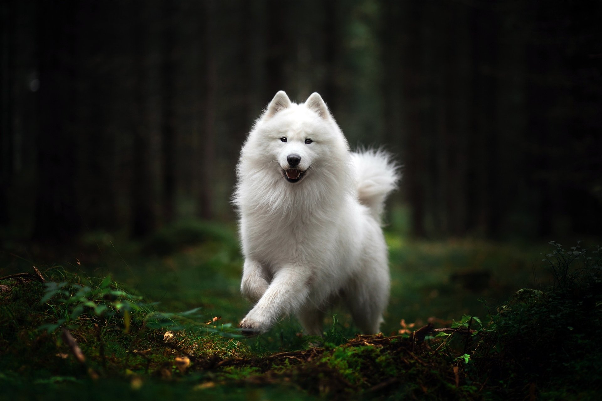 Download Dog Animal Spitz HD Wallpaper