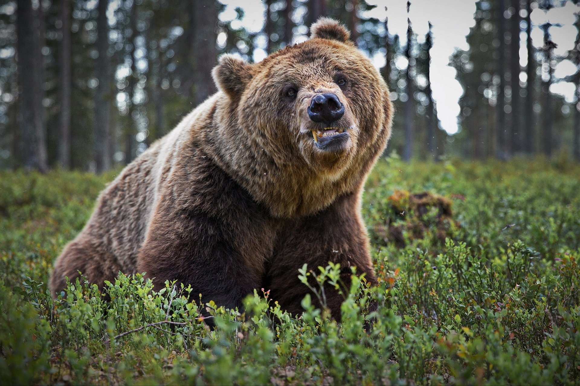 Медведь. Иркуйем медведь Бергмана. Северная Америка медведь Гризли. Бурый медведь Михайло Потапыч. Бурый медведь в Карелии.