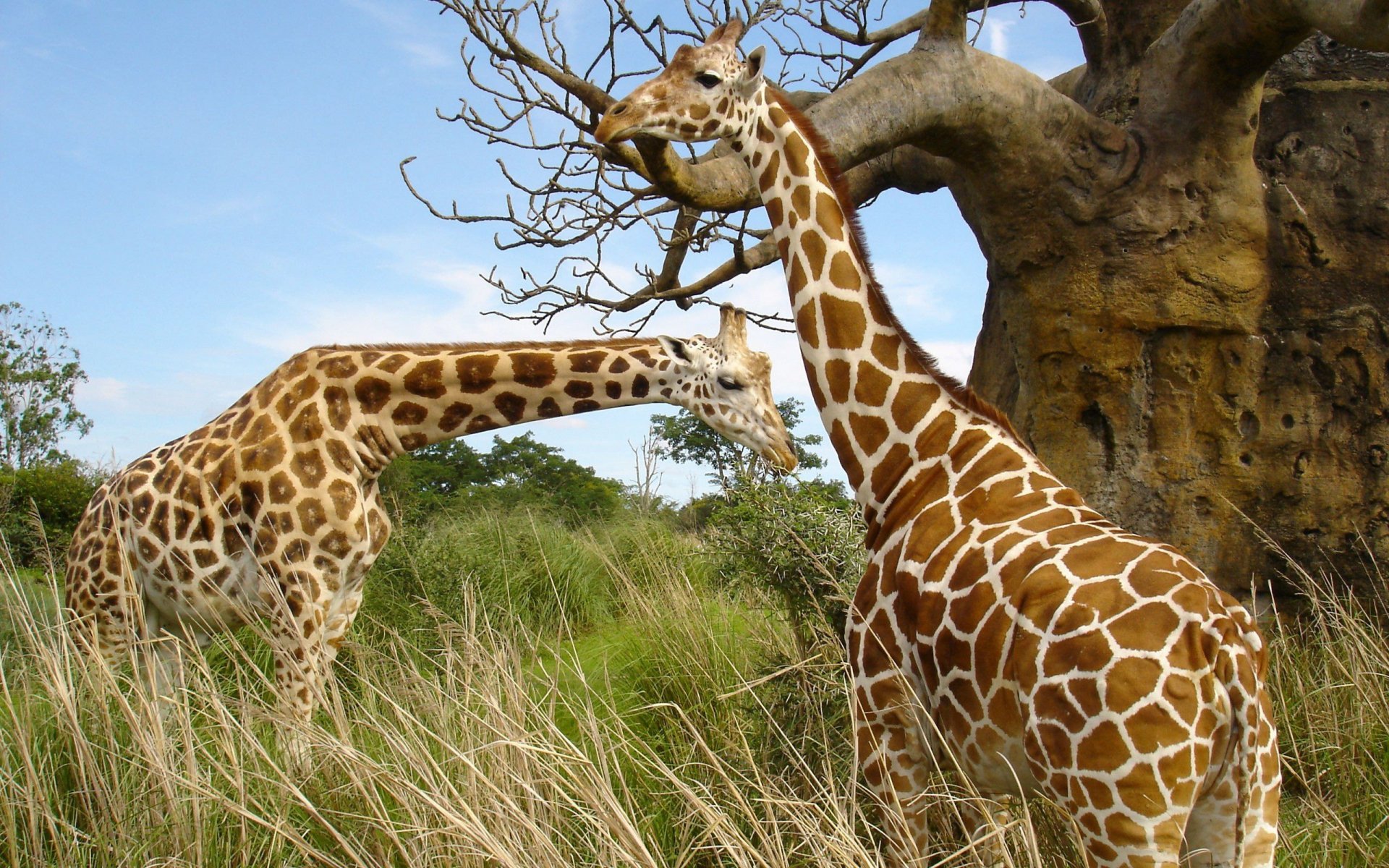 Download Animal Giraffe  HD Wallpaper