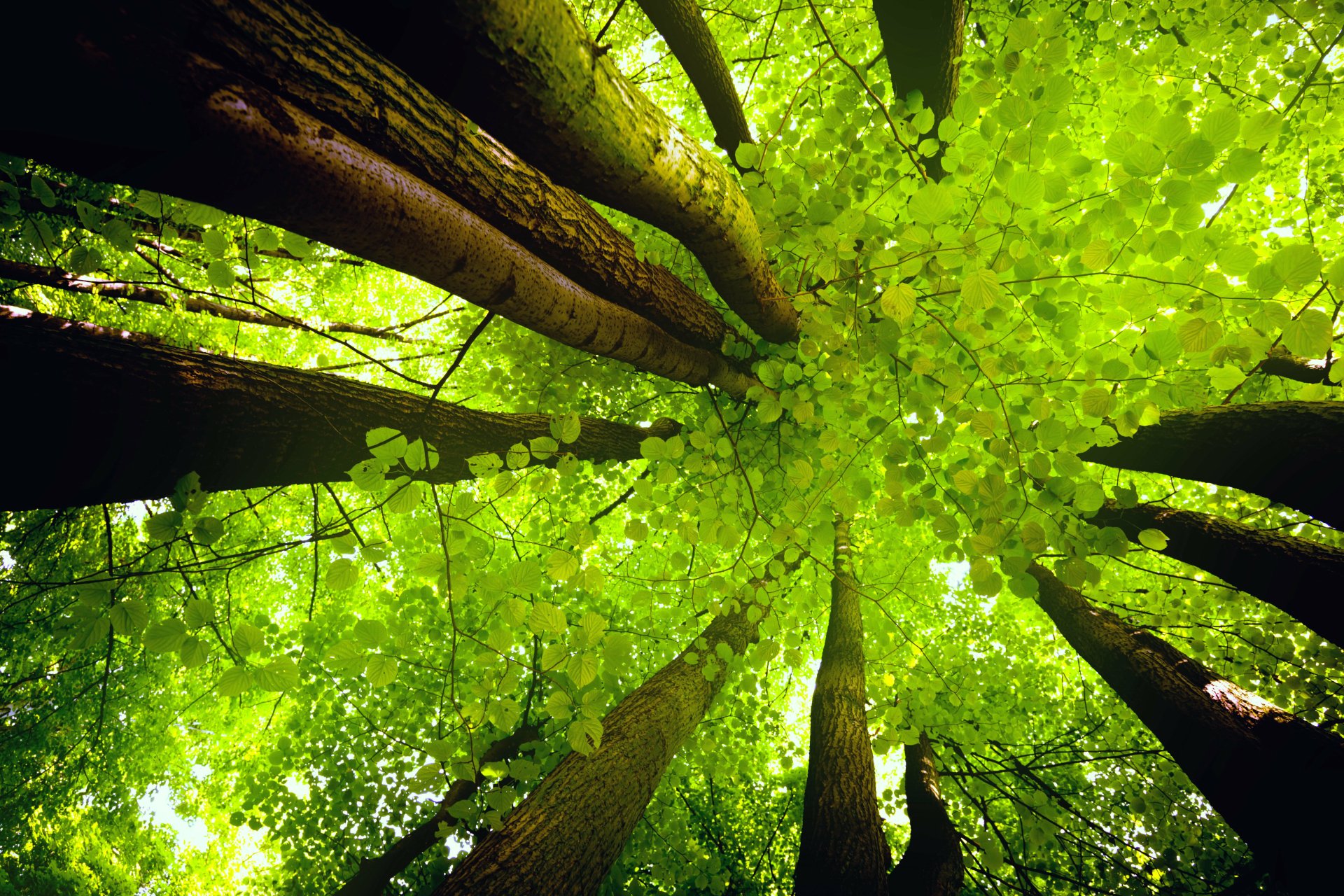Redwood Tree Canopy