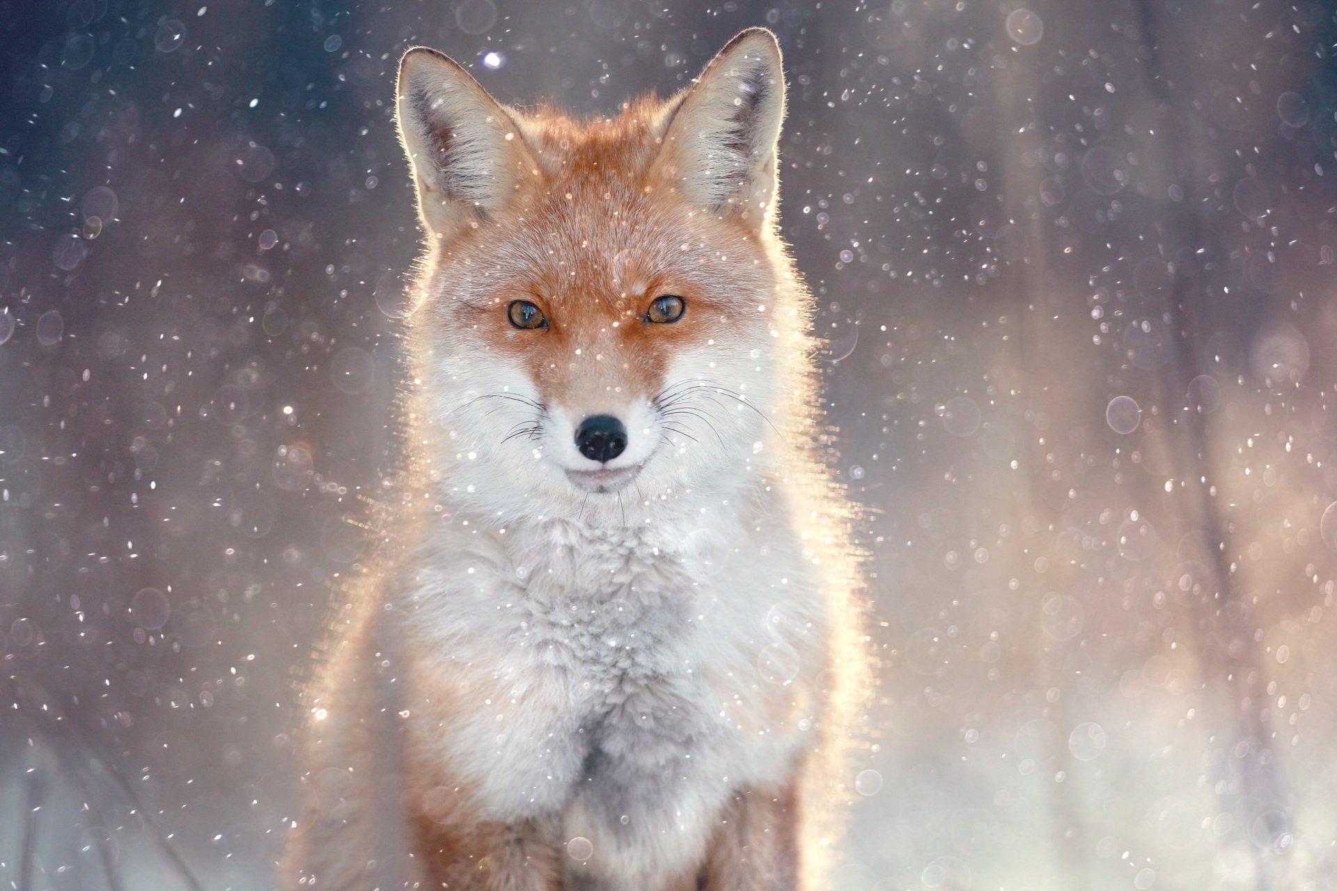 下载壁纸 白狐, 白, 狐狸, 北极狐 免费为您的桌面分辨率的壁纸 4117x2745 — 图片 №652158