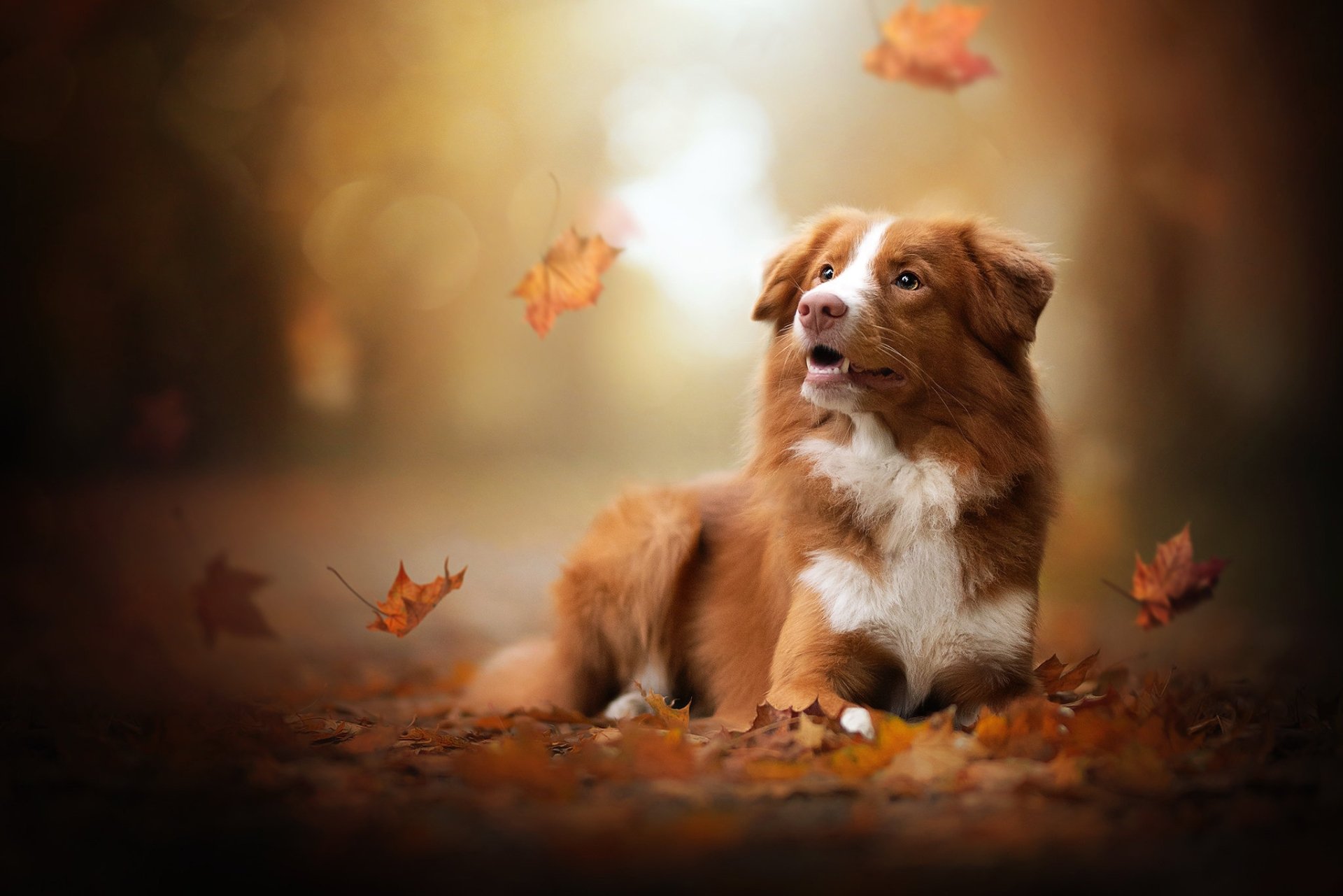 Download Depth Of Field Dog Leaf Fall Animal Nova Scotia Duck Tolling Retriever HD Wallpaper