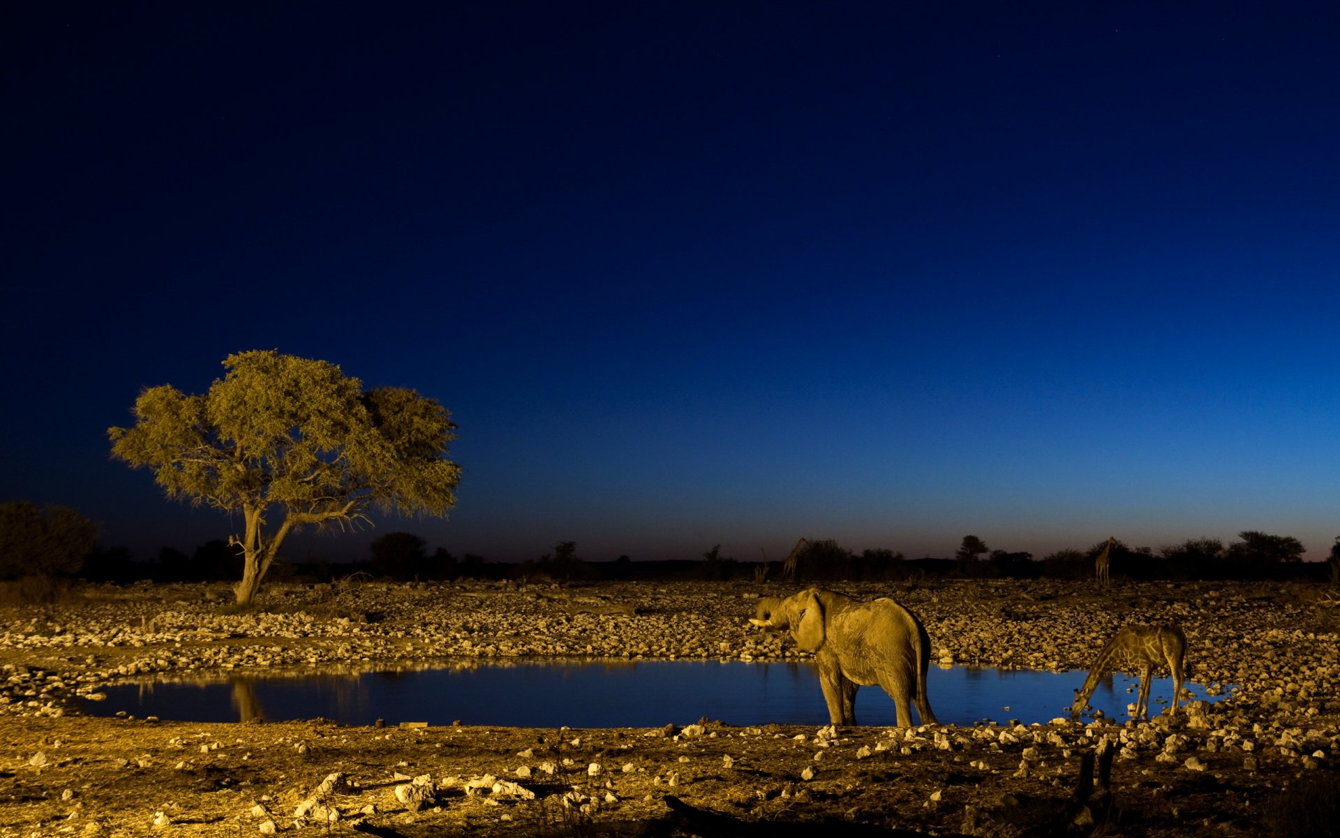 An African bush elephant stands near a waterhole at dusk, with a tree silhouetted against a deep blue sky, creating a breathtaking HD desktop wallpaper and background.