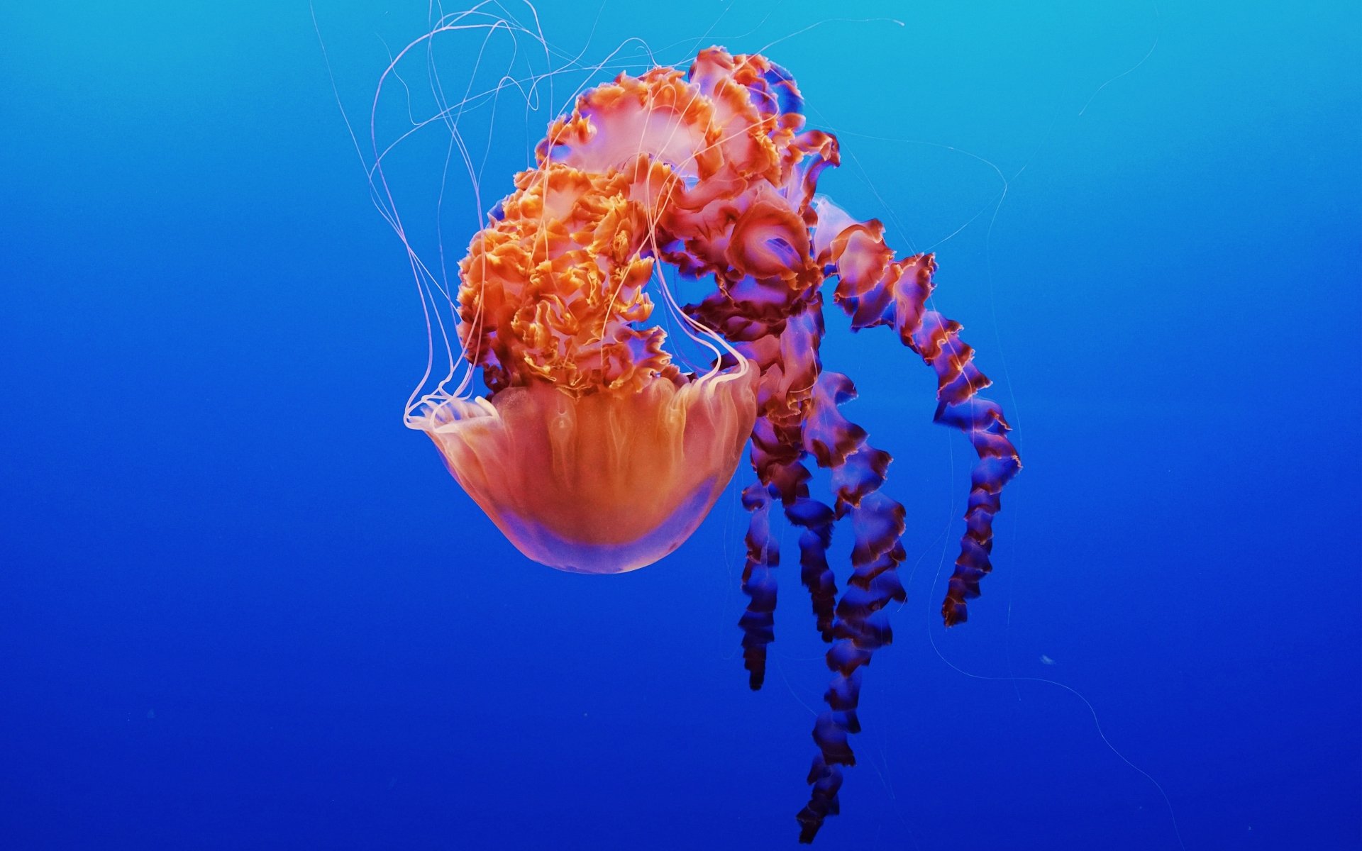 Download Underwater Sea Life Animal Jellyfish 4k Ultra HD Wallpaper