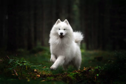 dog Animal spitz HD Desktop Wallpaper | Background Image