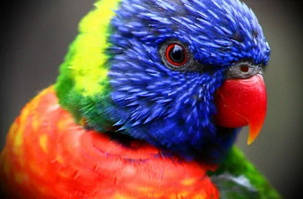 Close-up of a vibrant rainbow lorikeet with bright blue, green, red, and yellow feathers in 4K Ultra HD, designed as a PC desktop wallpaper and background.