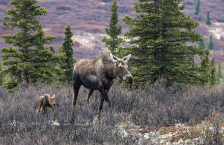 Animal moose HD Desktop Wallpaper | Background Image