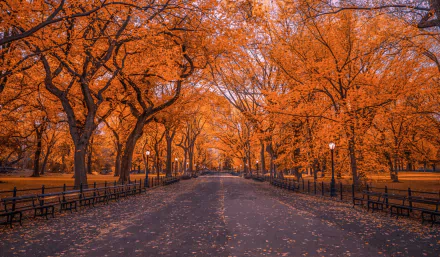 Central Park in New York showcases vibrant fall colors with orange-leaved trees lining a wide park pathway, captured in a crisp HD desktop wallpaper.