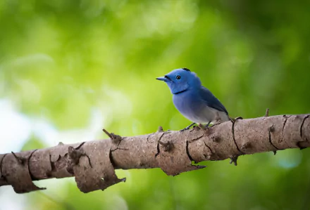  The black-naped monarch or black-naped blue flycatcher