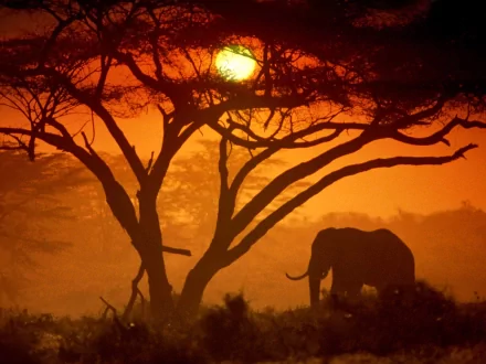 A majestic African bush elephant stands silhouetted against a stunning sunset, framed by a sprawling tree, creating a breathtaking HD desktop wallpaper.