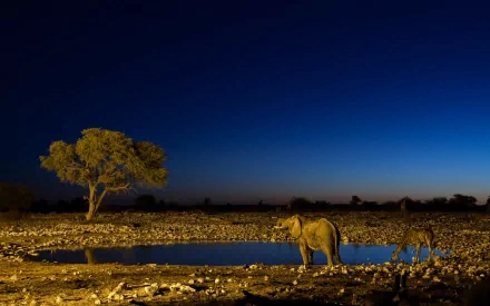 An African bush elephant stands near a waterhole at dusk, with a tree silhouetted against a deep blue sky, creating a breathtaking HD desktop wallpaper and background.