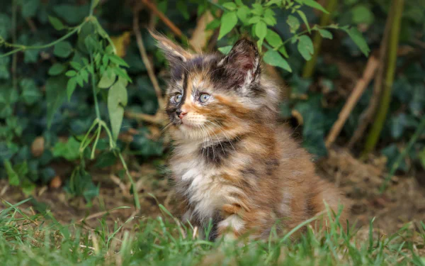 baby animal maine coon kitten grass Animal cat HD Desktop Wallpaper | Background Image
