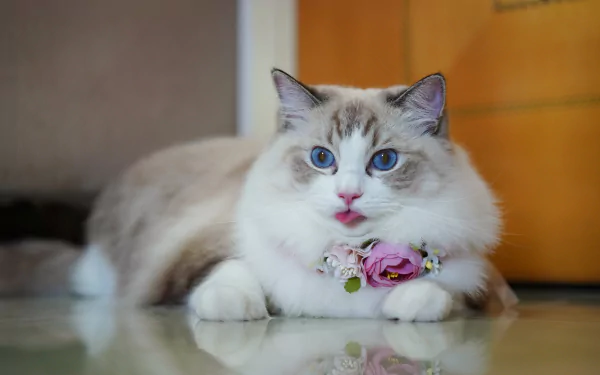 ragdoll Animal cat HD Desktop Wallpaper | Background Image