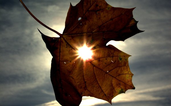 Earth Leaf Sun Close-Up HD Wallpaper | Background Image