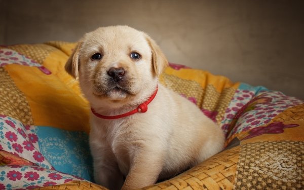 Animal Labrador Dogs Puppy Dog Baby Animal HD Wallpaper | Background Image